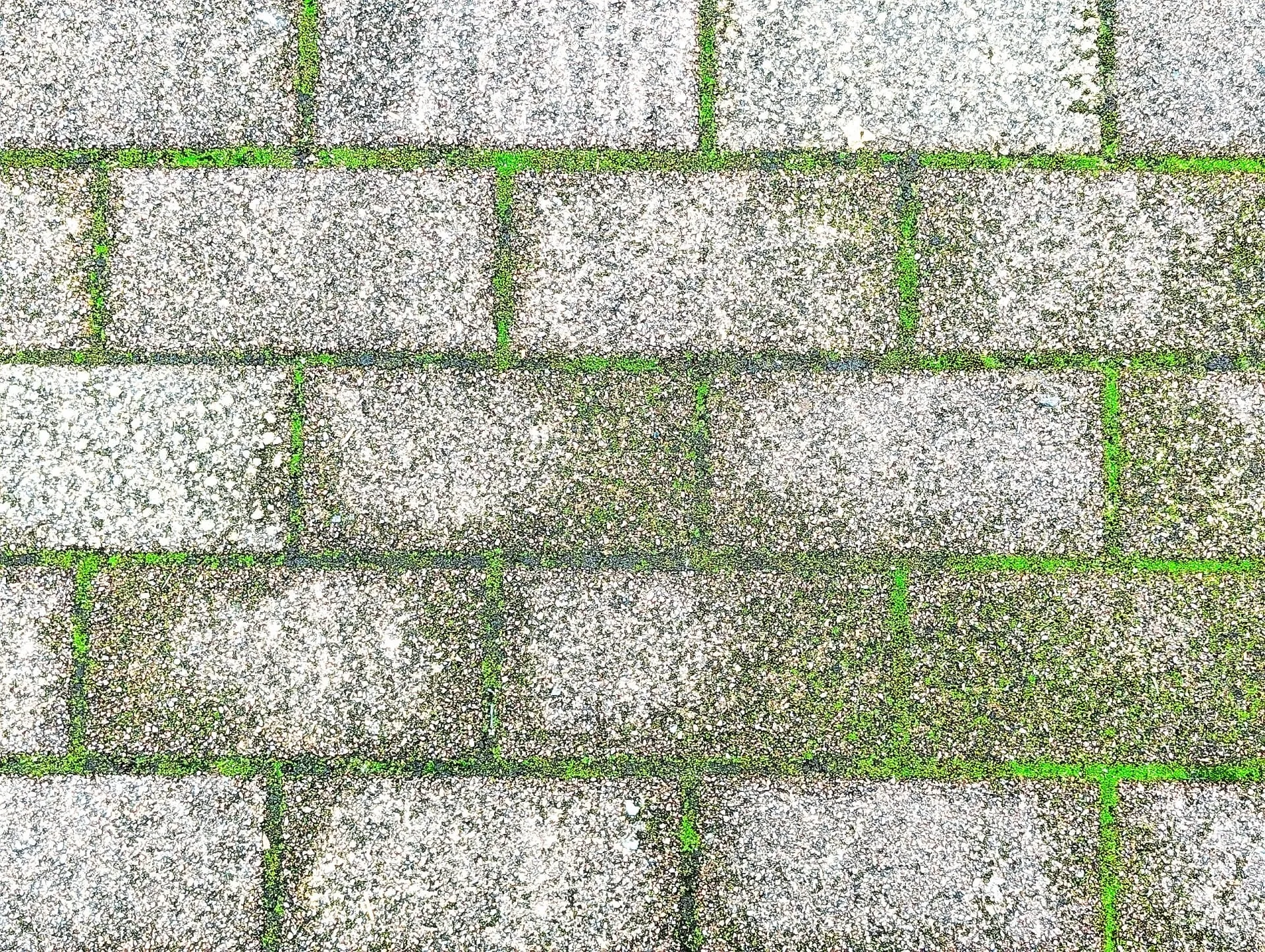外壁塗装に苔は大敵？生えた場合の対処法とは